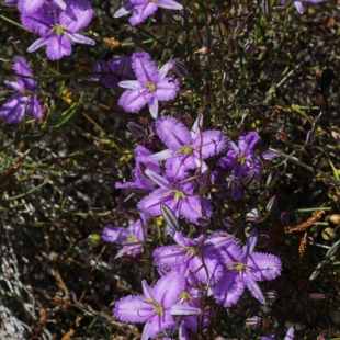 Thysanotus patersonii